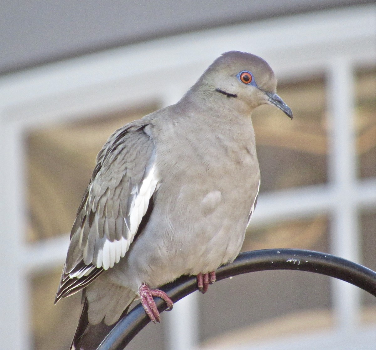 White-winged Dove - ML137653611