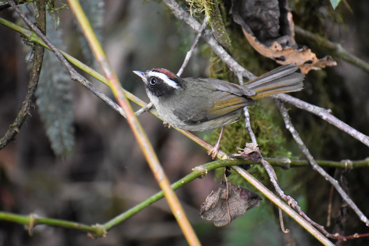 Black-cheeked Warbler - Terry Bohling