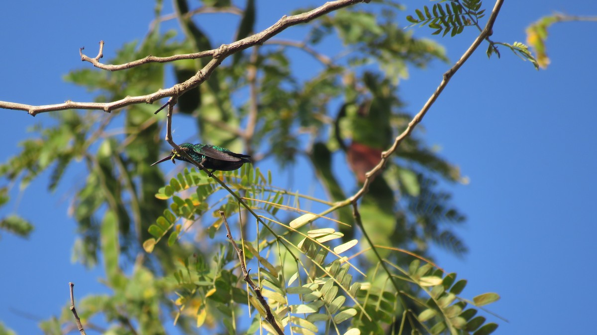 kolibřík safírovohrdlý - ML137656531