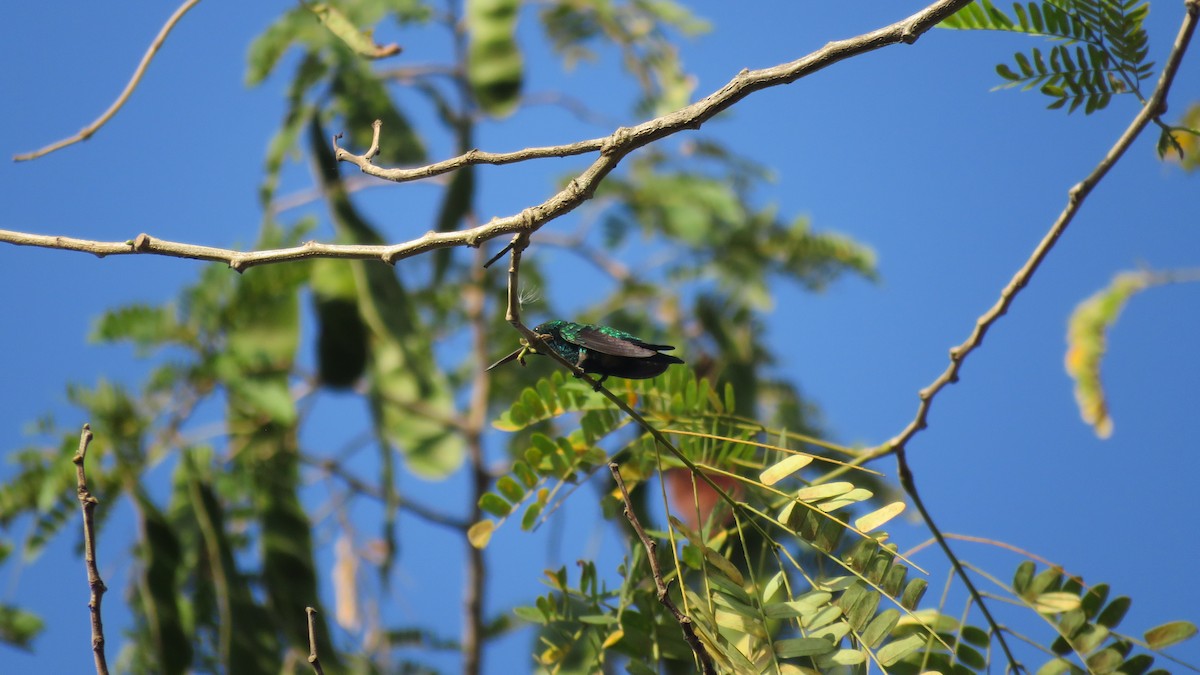 Sapphire-throated Hummingbird - ML137656571