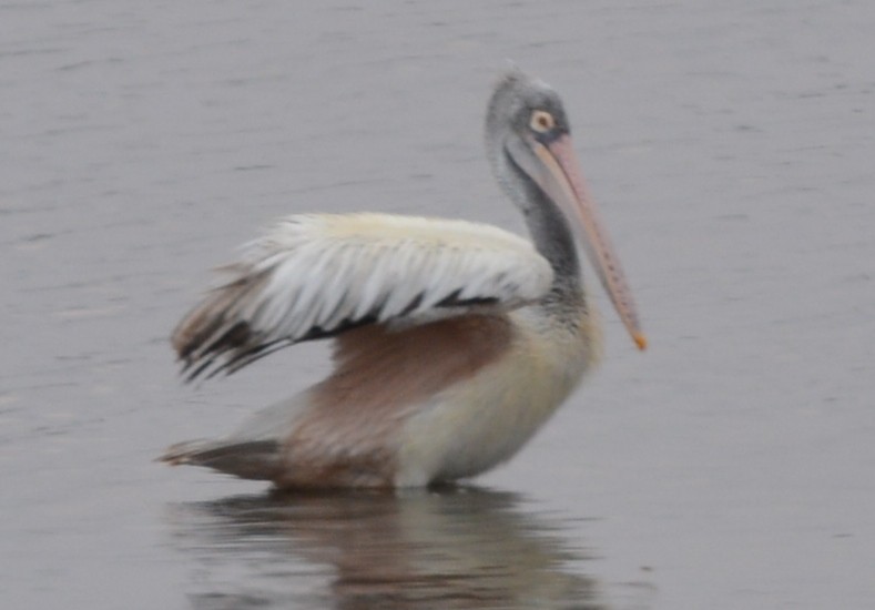 Spot-billed Pelican - AM AMSA