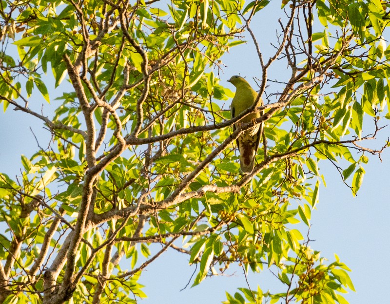 Madagascar Green-Pigeon - ML137658761