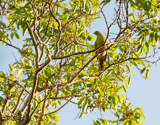 Madagascar Green-Pigeon, ML137658761
