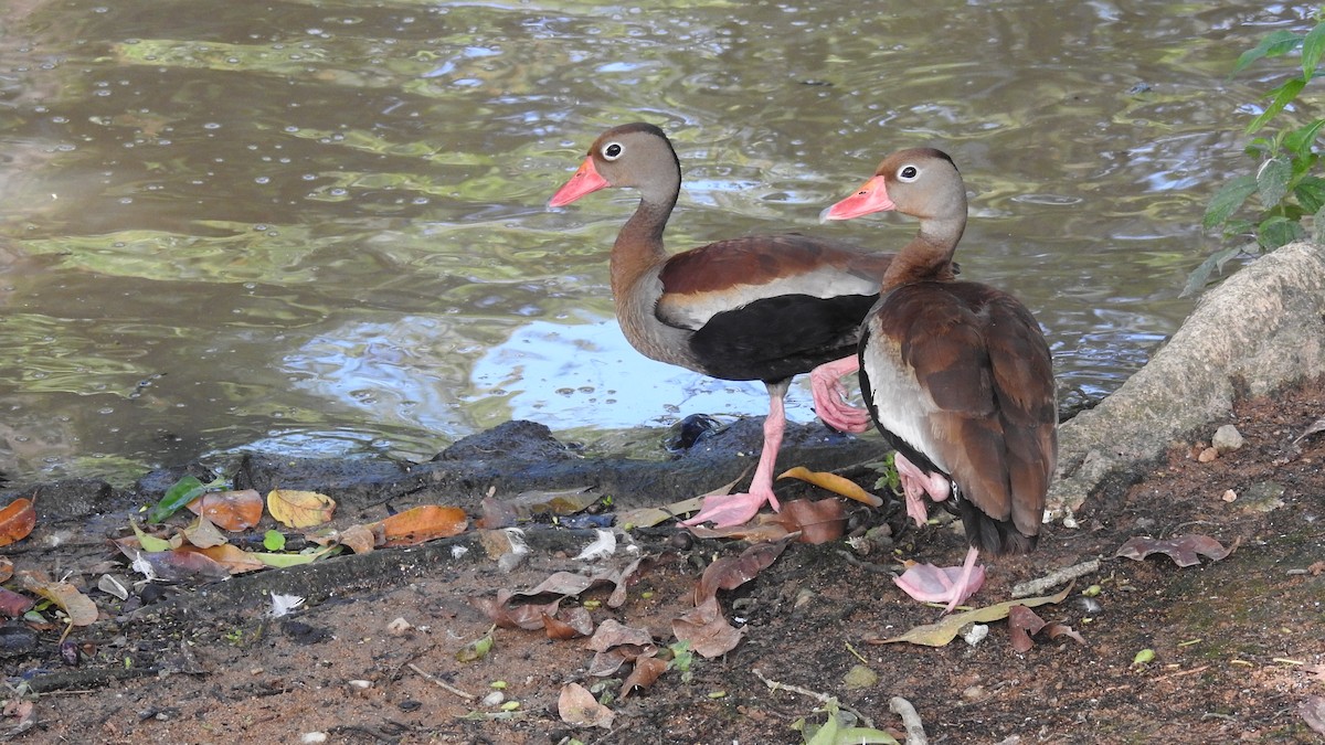 Black-bellied Whistling-Duck - Alessandro Rômulo Carneiro