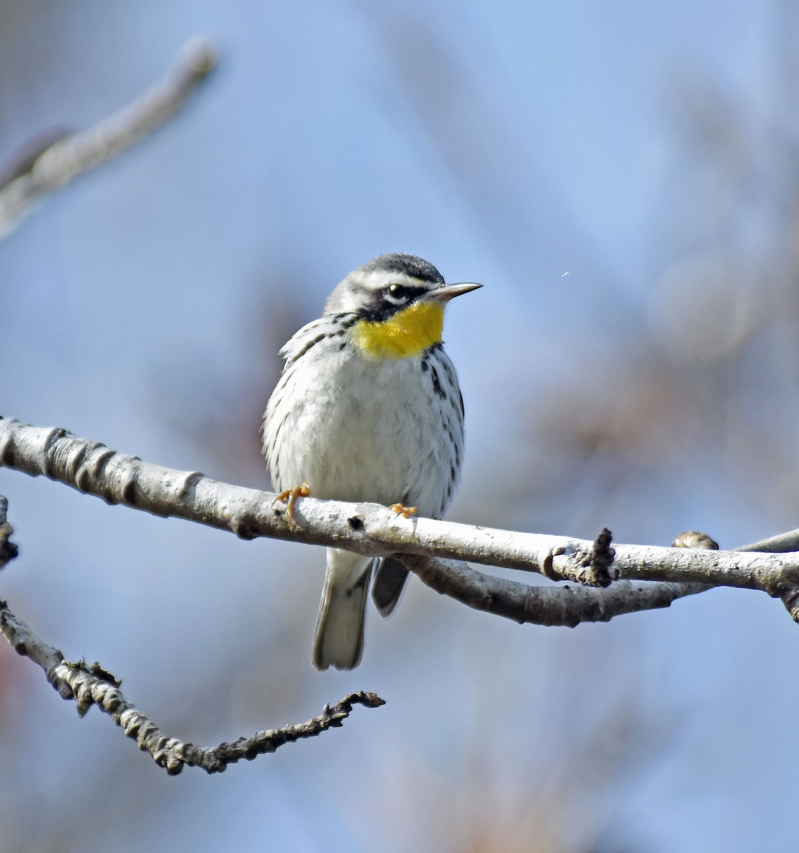 Yellow-throated Warbler - Bob Zaremba