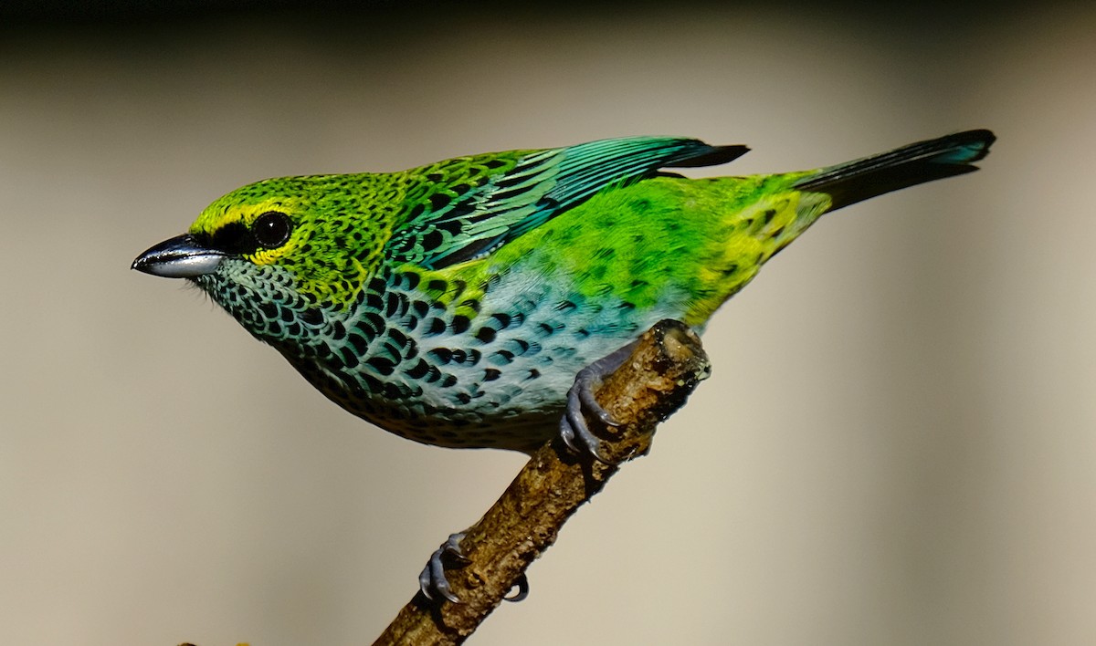 Speckled Tanager - ML137661551