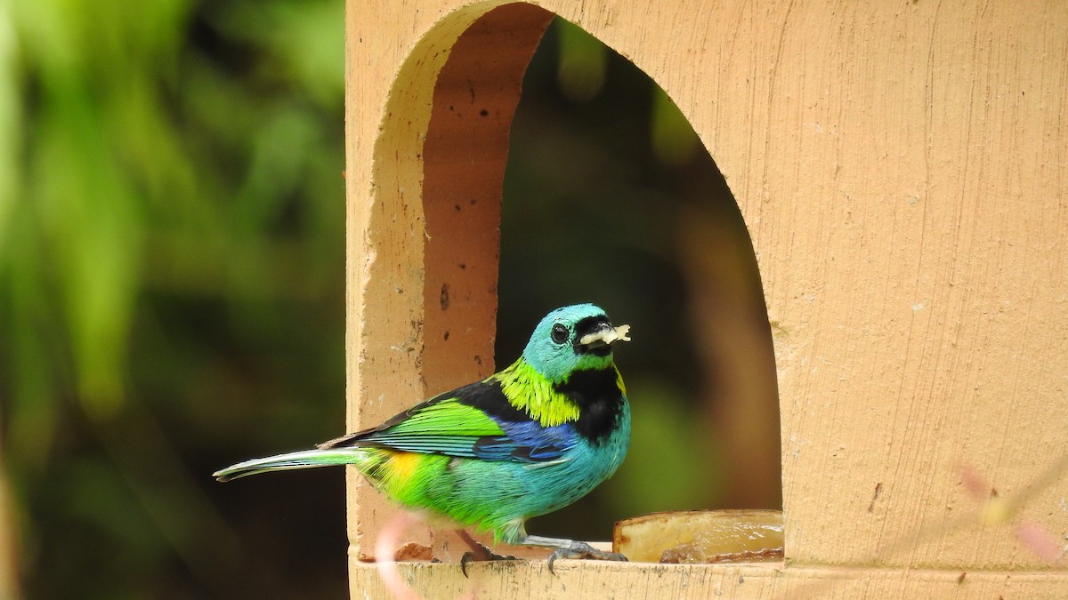 Green-headed Tanager - ML137664211