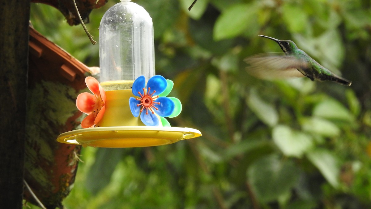kolibřík tropický - ML137665041