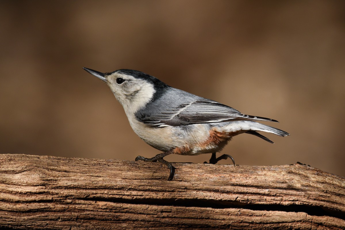 White-breasted Nuthatch - ML137665681