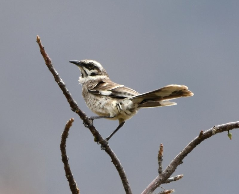 Long-tailed Mockingbird - Ragupathy Kannan