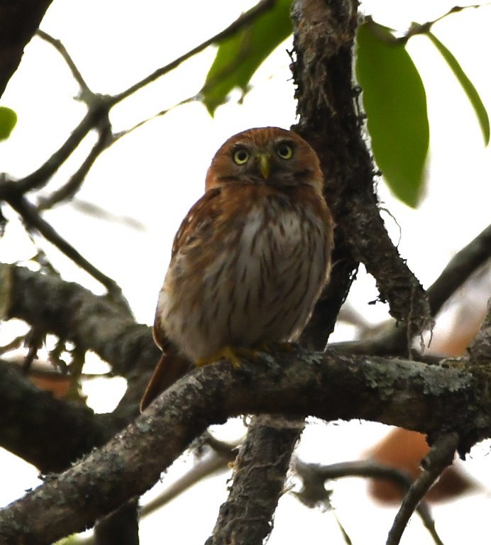 Peruvian Pygmy-Owl - Ragupathy Kannan