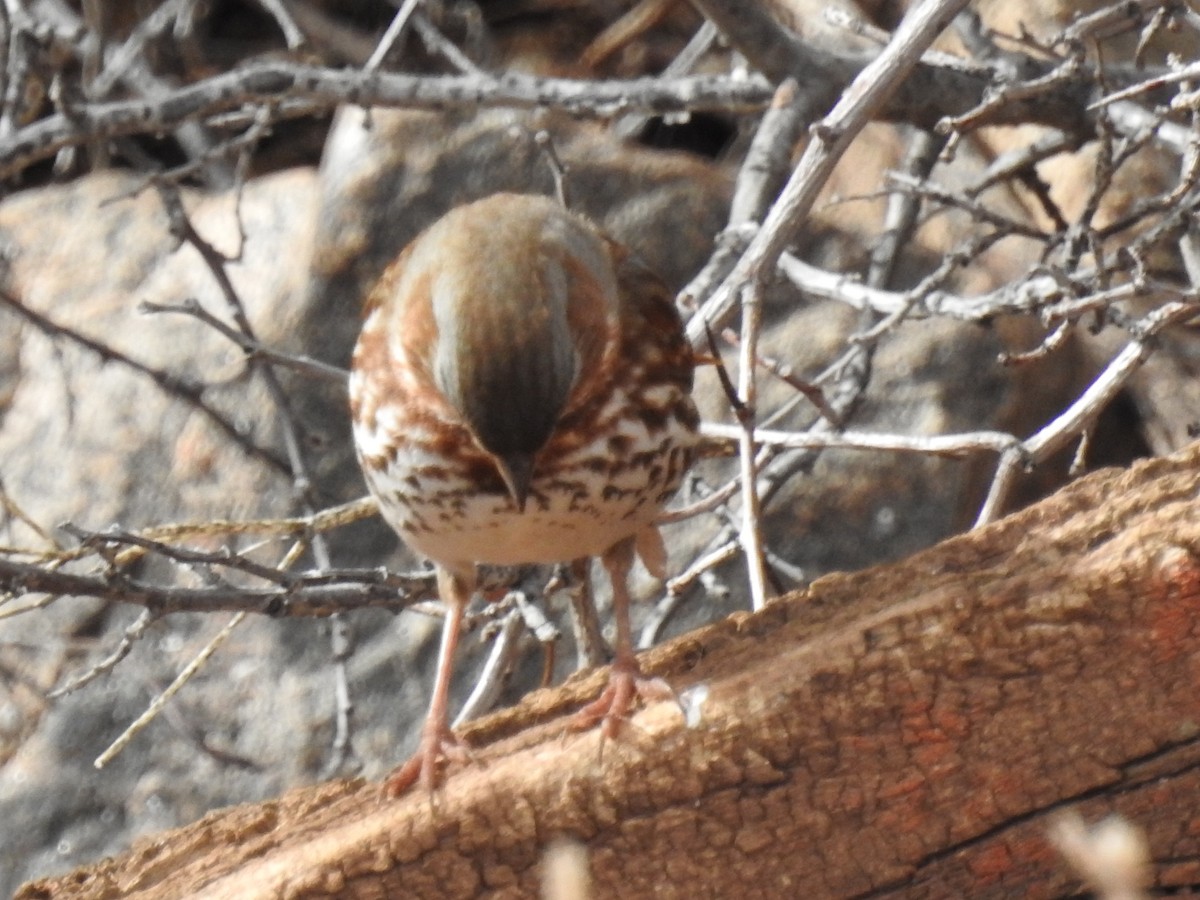 Fox Sparrow (Red) - ML137668771