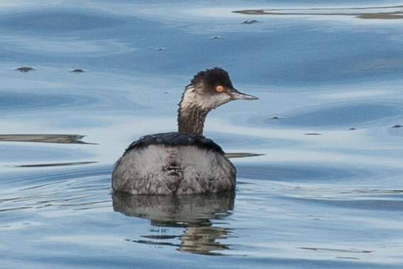 Eared Grebe - MarieRoyer Royer