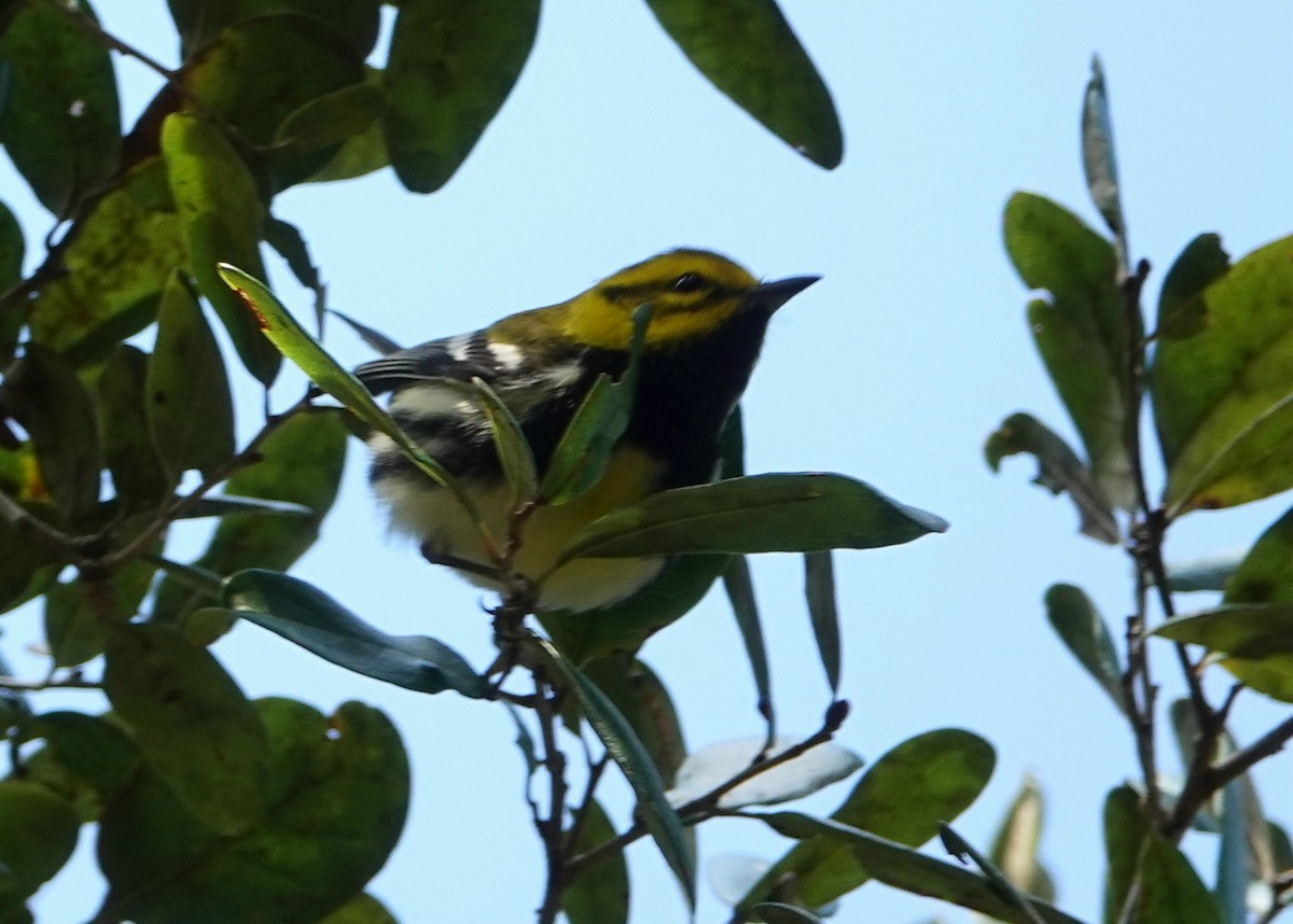 Black-throated Green Warbler - David Scitney