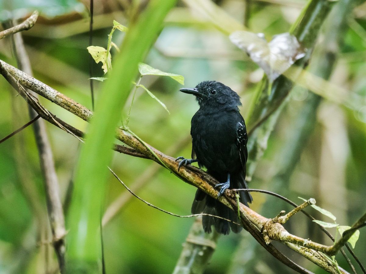 Blackish Antbird - Nick Athanas