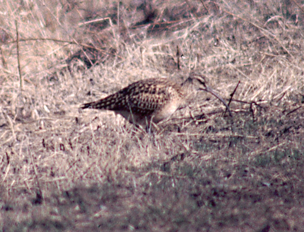 Bristle-thighed Curlew - ML137678211
