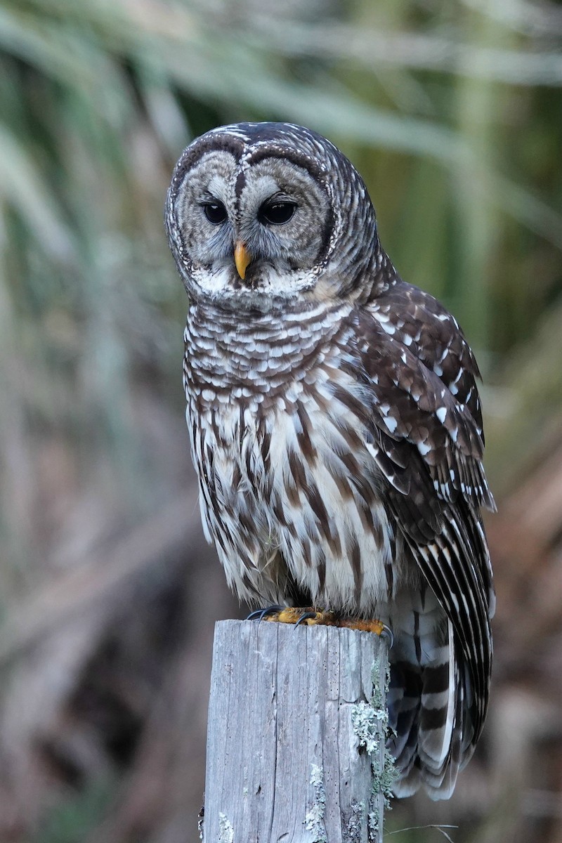 Barred Owl - David Scitney