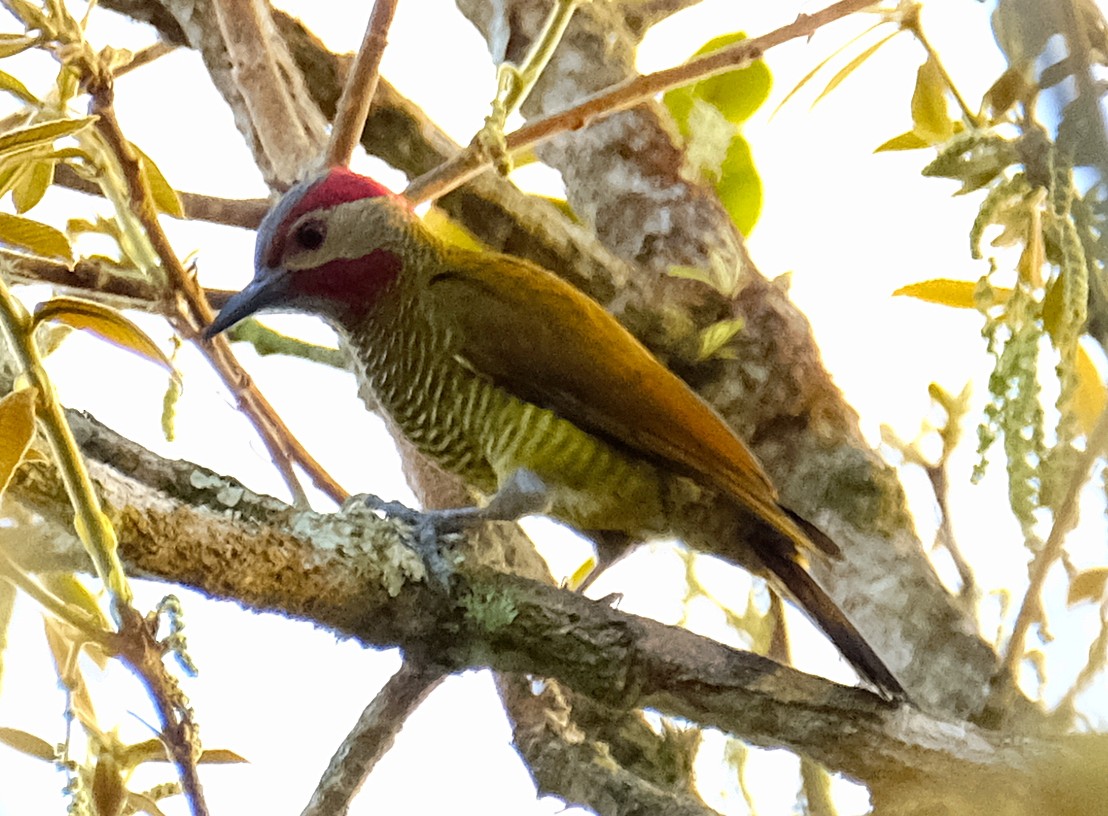 Golden-olive Woodpecker - David Zittin