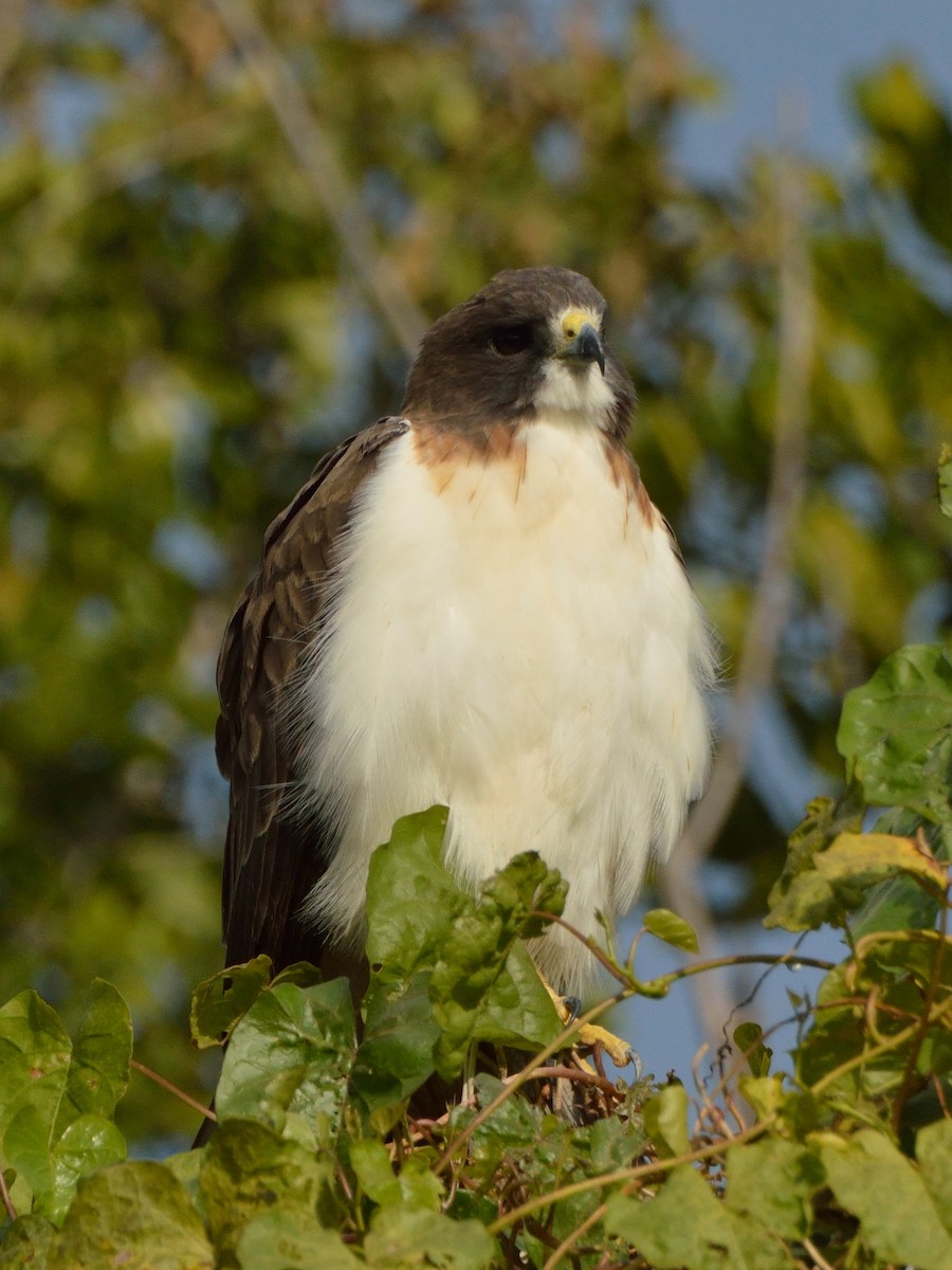 Short-tailed Hawk - Bente Torvund