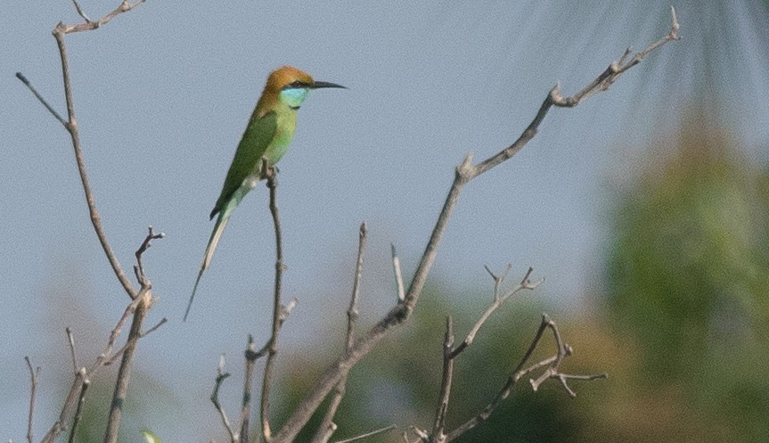 Asian Green Bee-eater - Joachim Bertrands