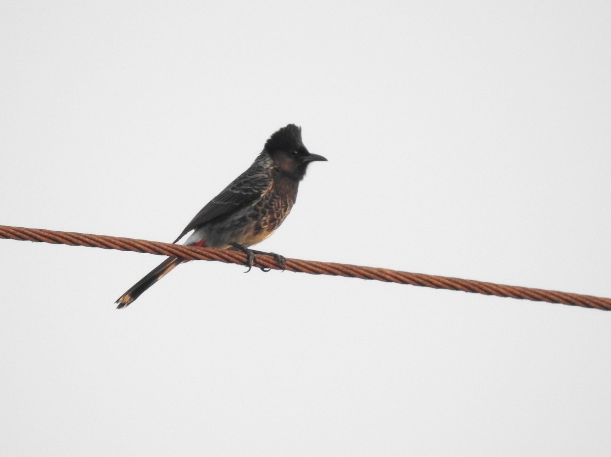Red-vented Bulbul - ML137689641