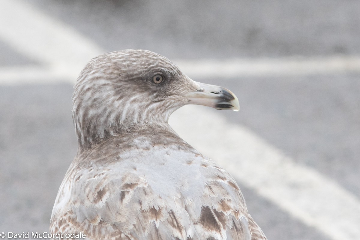Herring Gull (American) - ML137691461