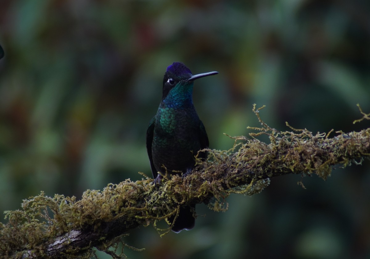 Talamanca Hummingbird - Peter Kavouras