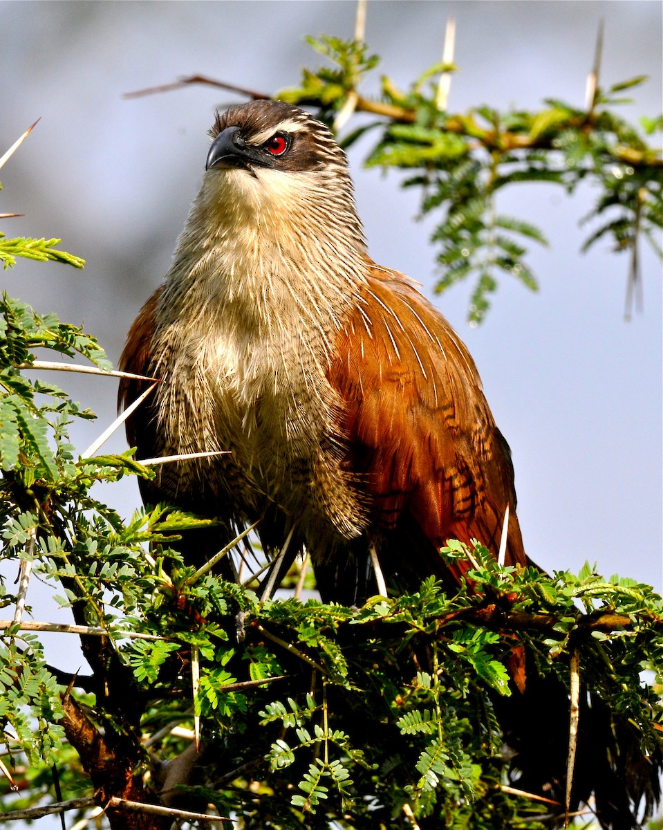 White-browed Coucal (White-browed) - ML137693821