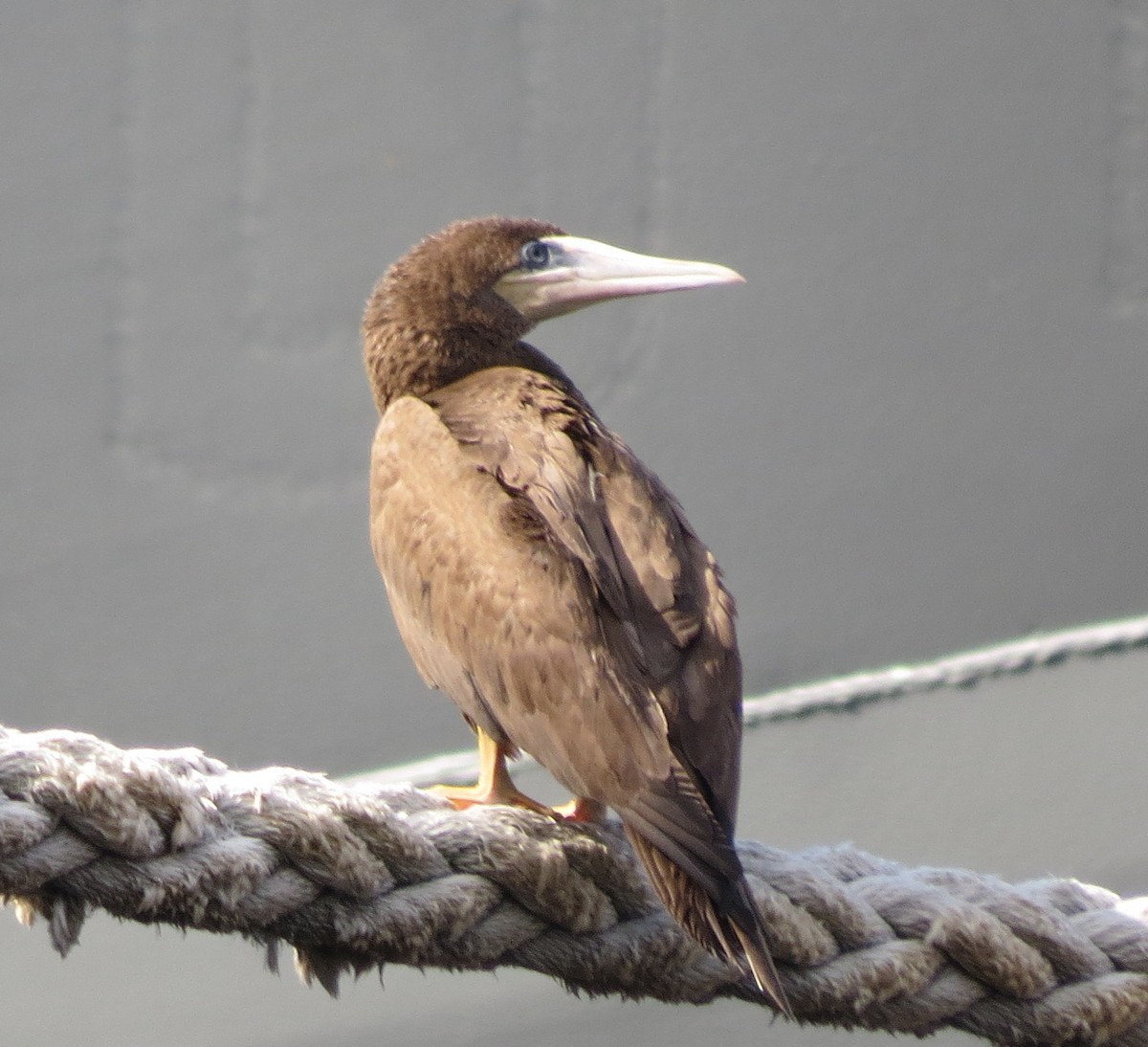 Brown Booby - ML137695591