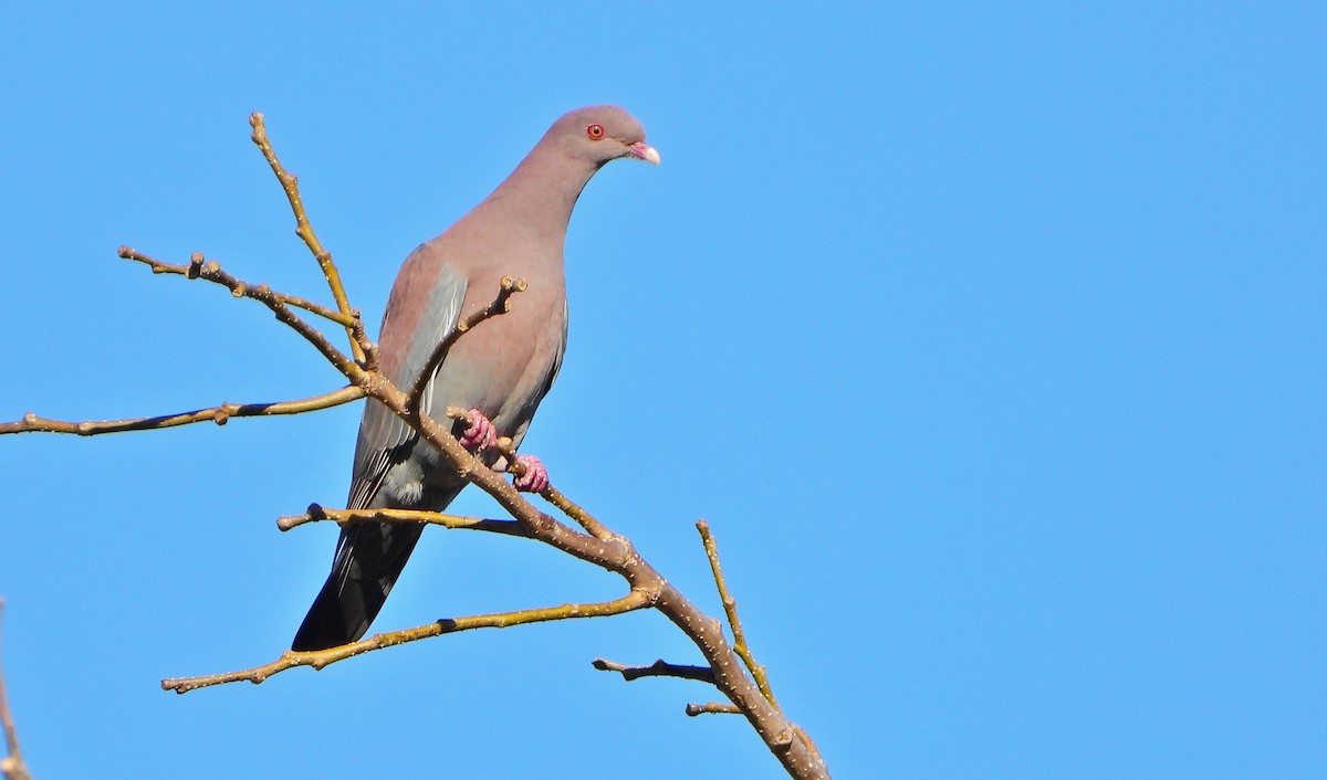 Red-billed Pigeon - André Lanouette