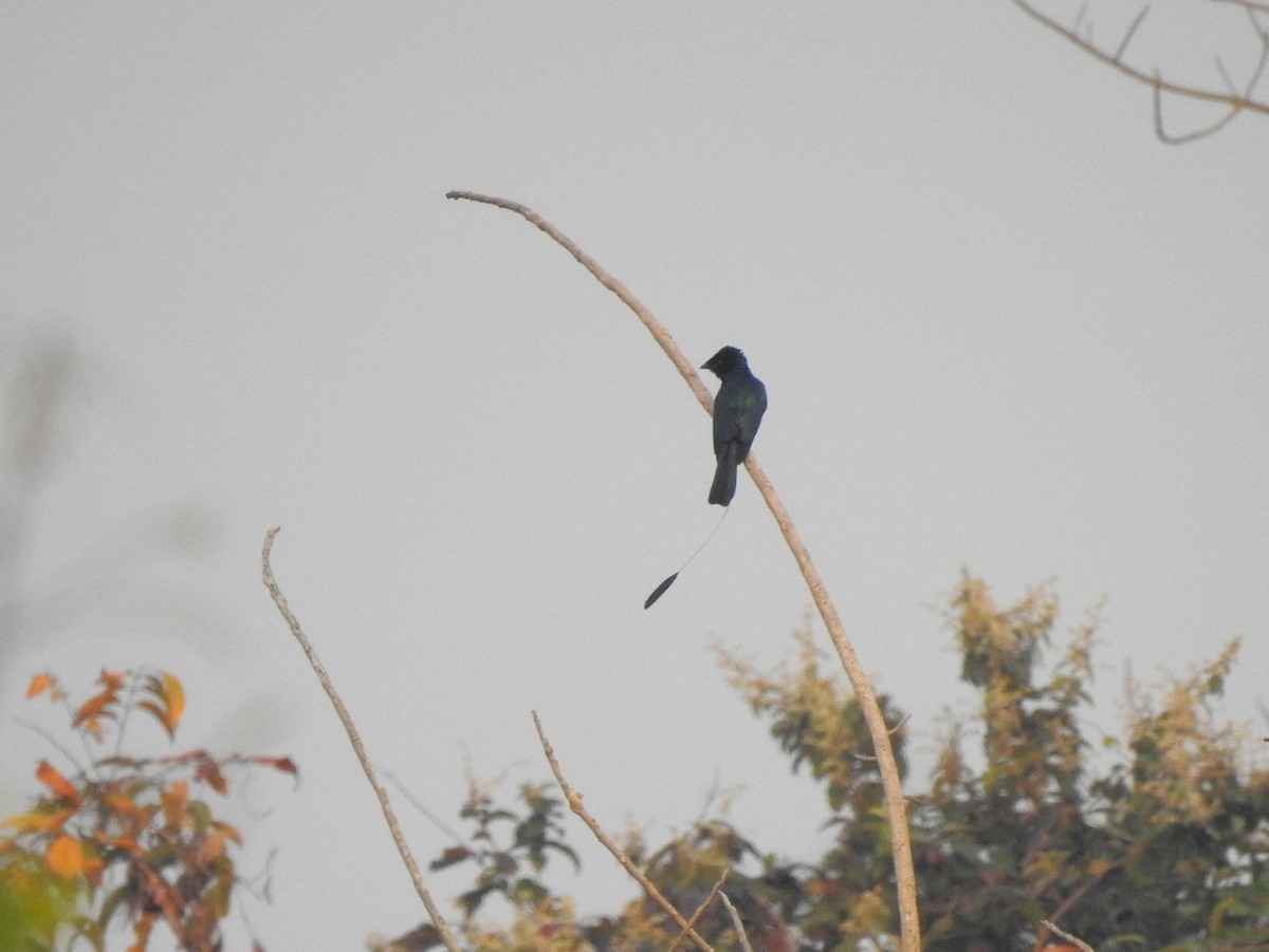 Lesser Racket-tailed Drongo - ML137698381