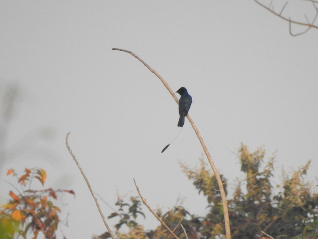 Lesser Racket-tailed Drongo