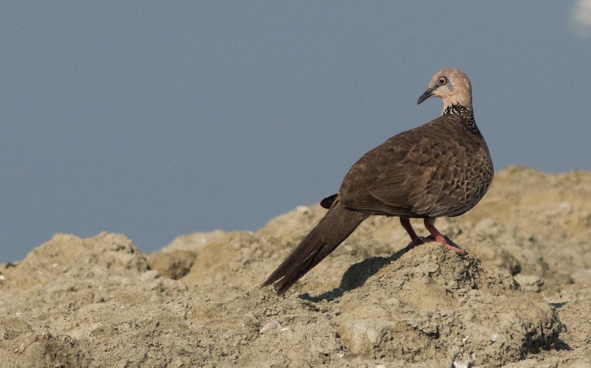 Spotted Dove - ML137699871