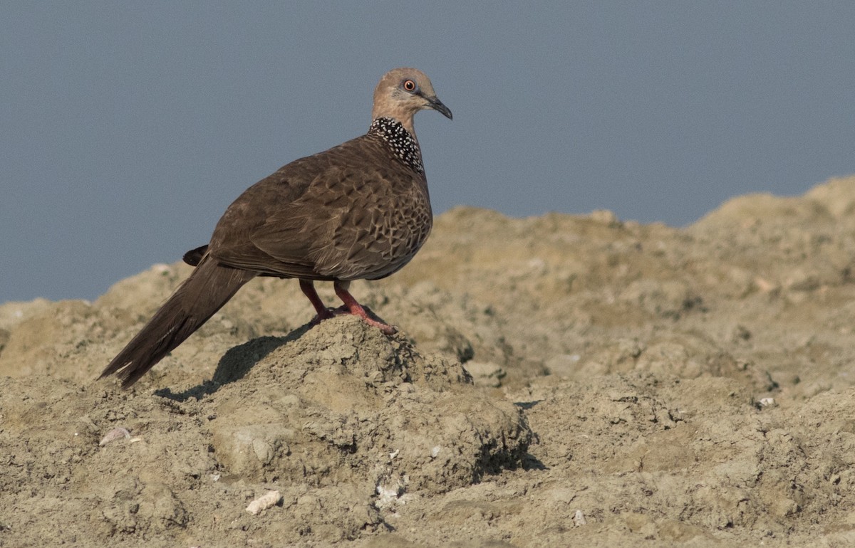 Spotted Dove - ML137699881