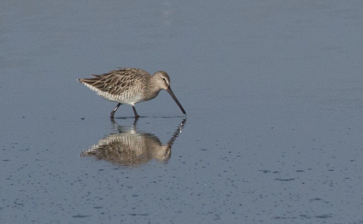 Asian Dowitcher - ML137702551