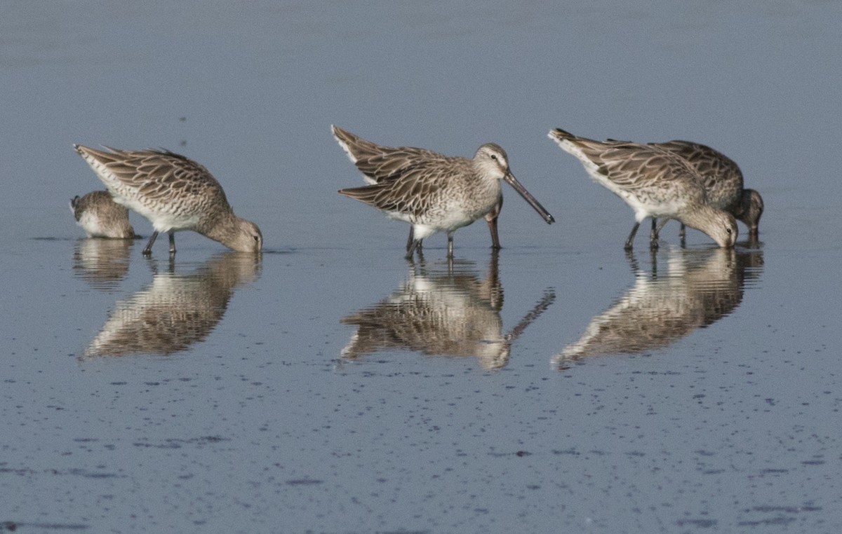 Asian Dowitcher - ML137702561
