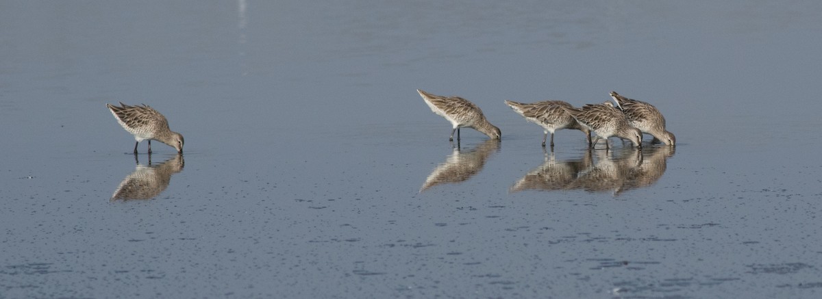 Asian Dowitcher - ML137702581