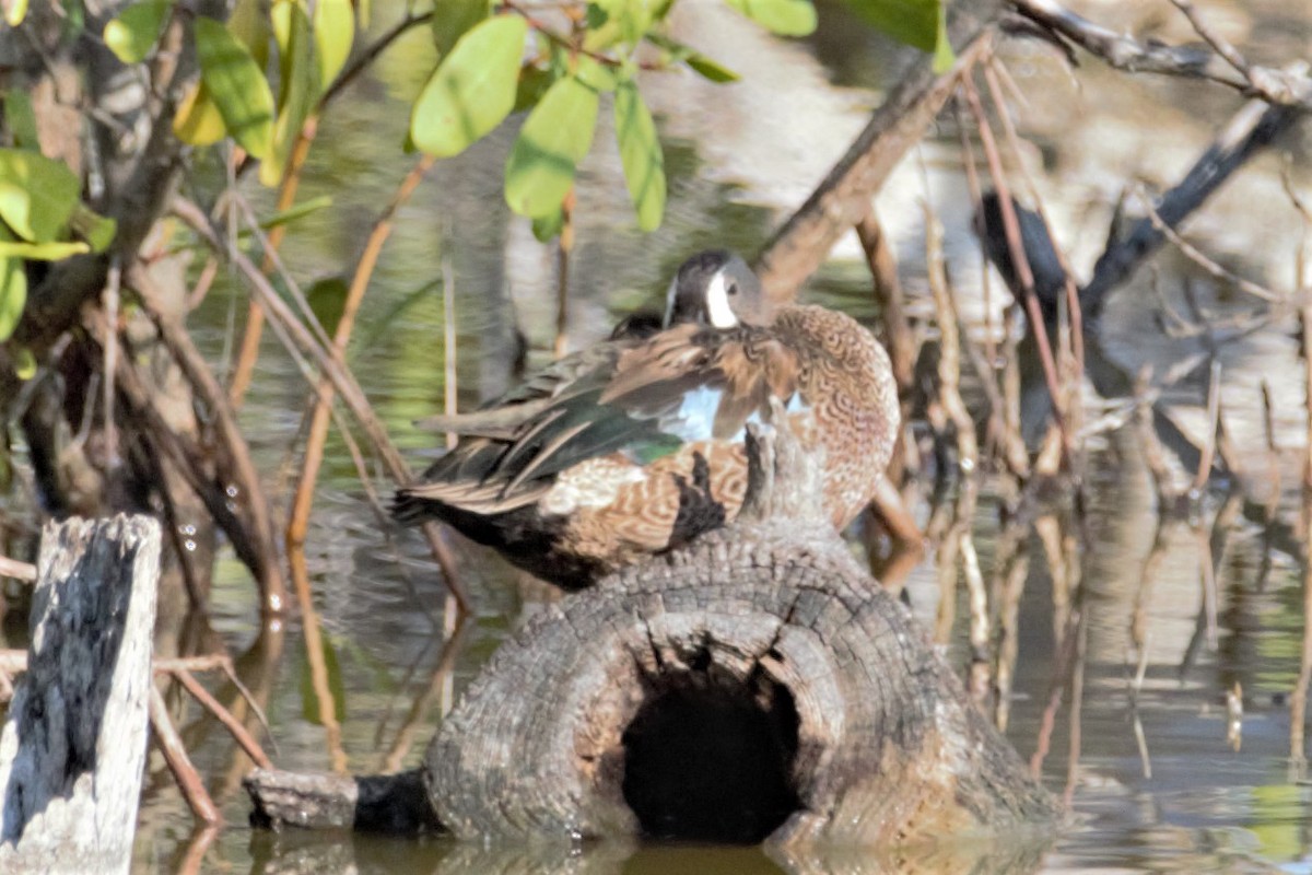 Blue-winged Teal - ML137703821