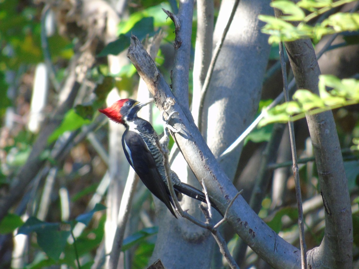 Lineated Woodpecker - Eduardo Acevedo