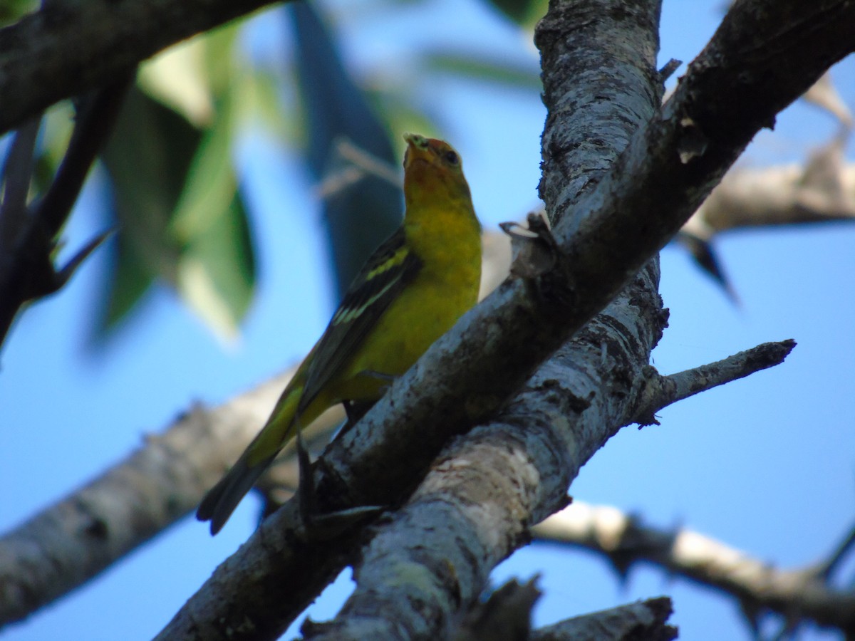 Western Tanager - ML137705171