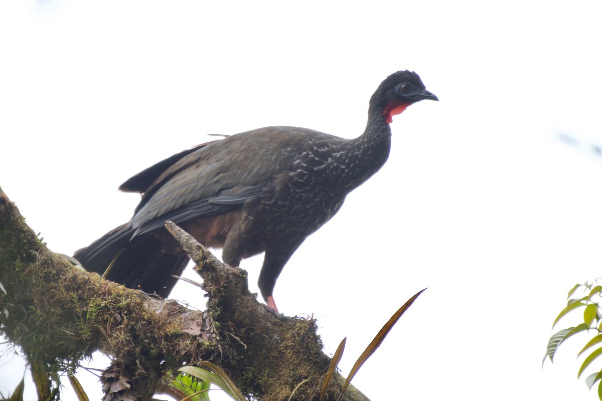 Crested Guan - ML137709211