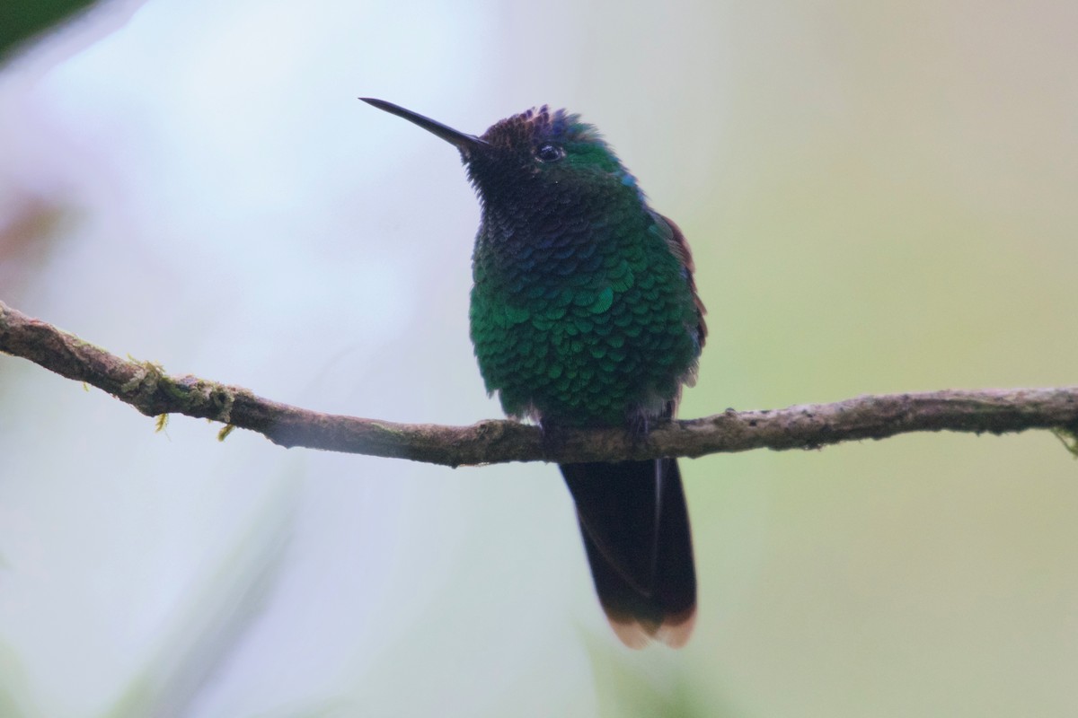 kolibřík modrotemenný - ML137709311