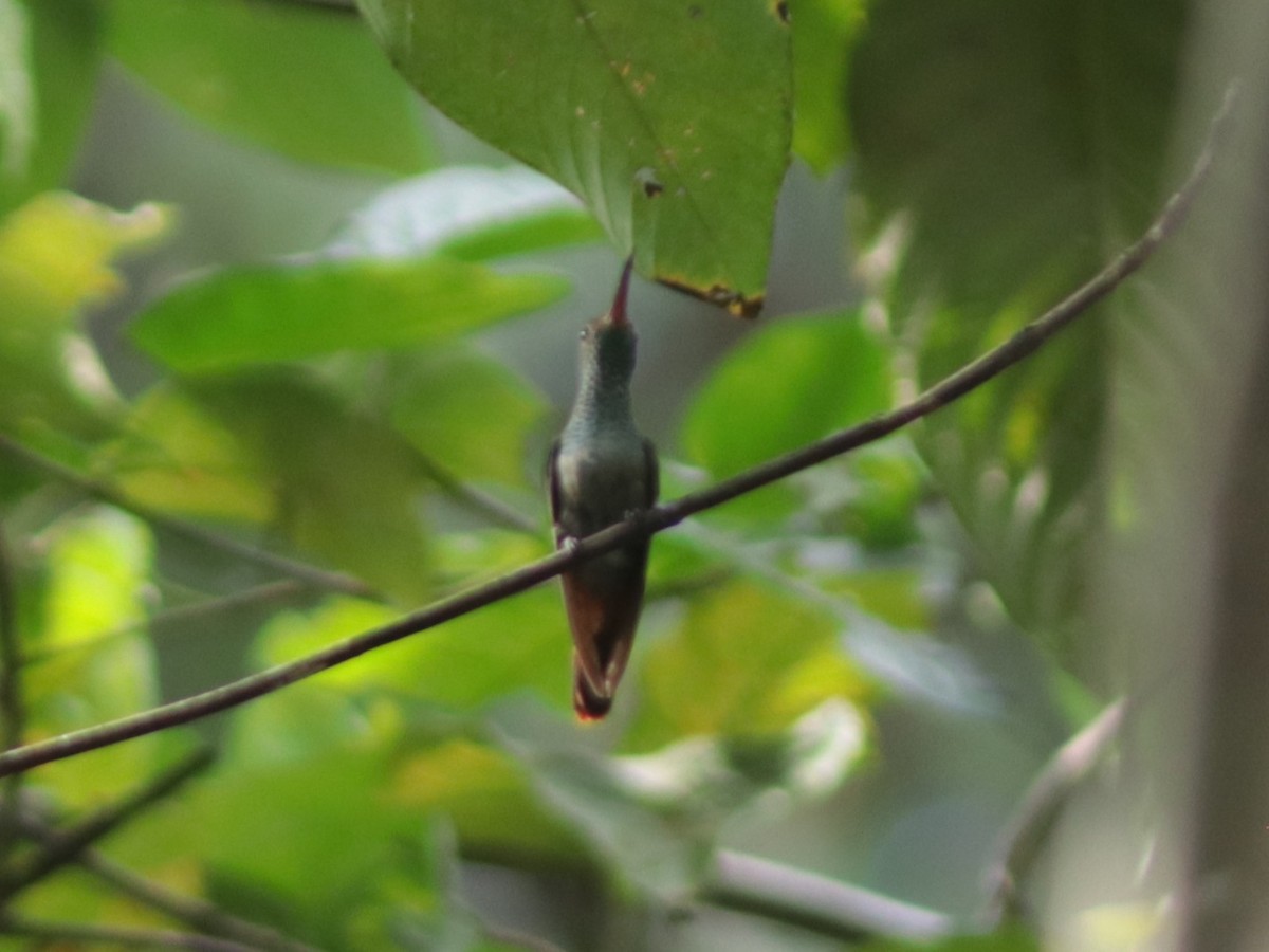 Rufous-tailed Hummingbird - ML137709411