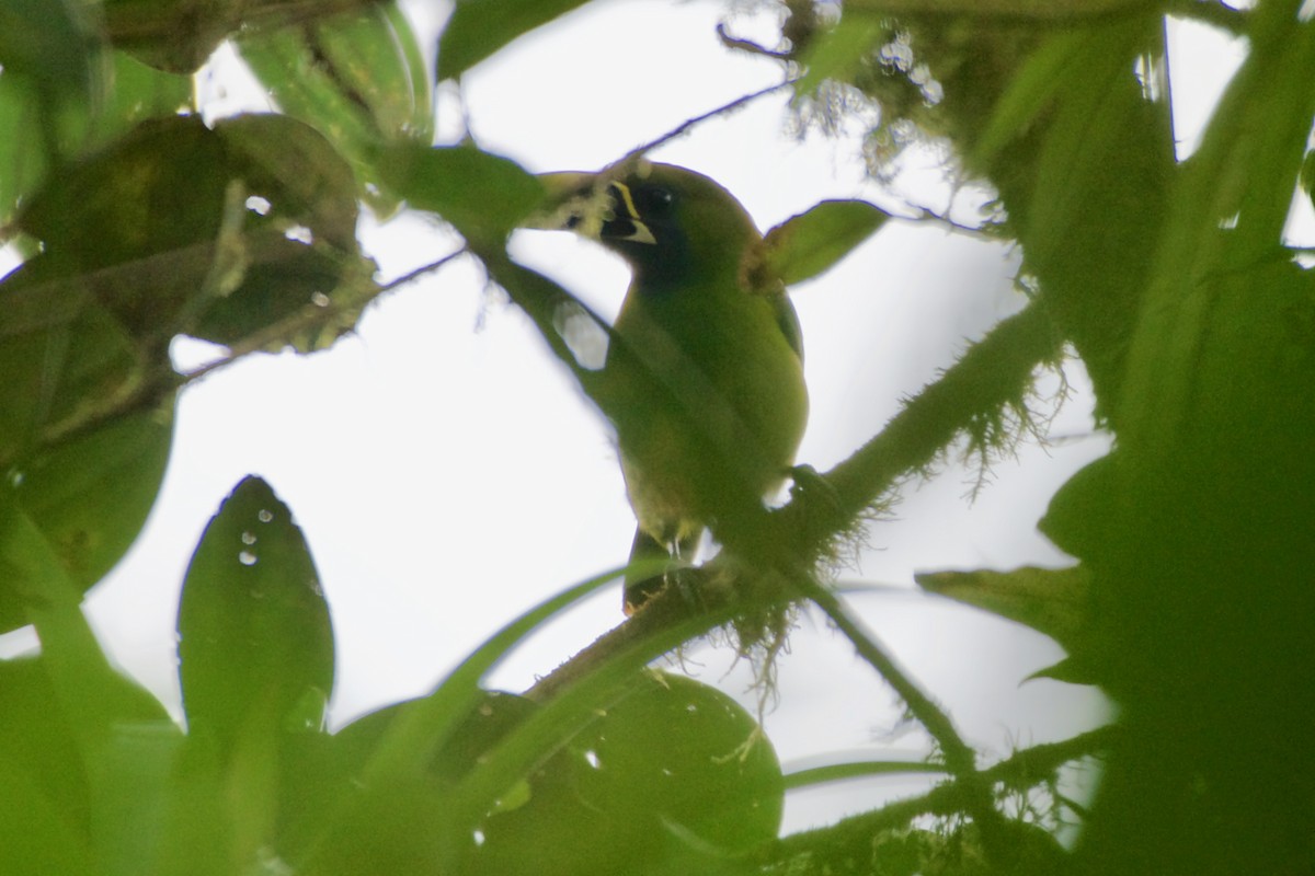 Northern Emerald-Toucanet (Violet-throated) - ML137709721