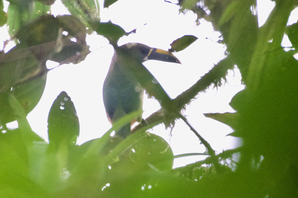 Northern Emerald-Toucanet (Violet-throated) - ML137710171