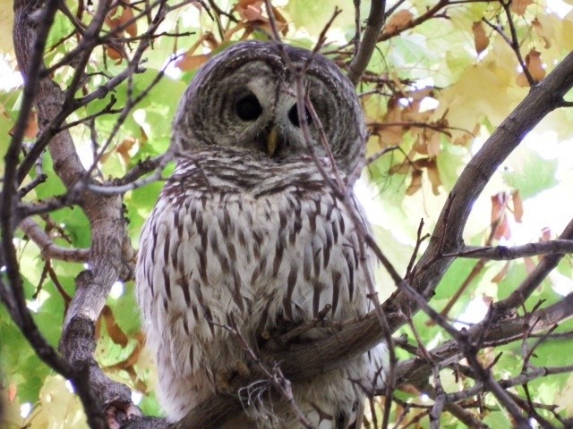 Barred Owl - ML137712621