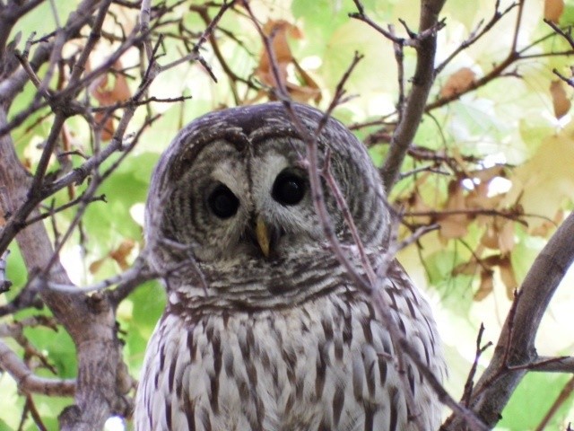 Barred Owl - ML137712651