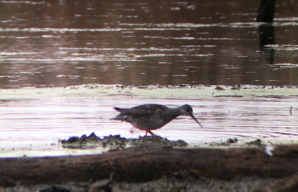 Spotted Redshank - Anna Wittmer