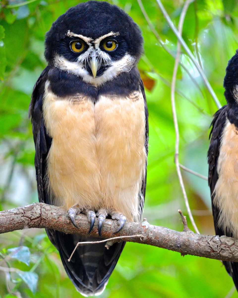Spectacled Owl - ML137717041