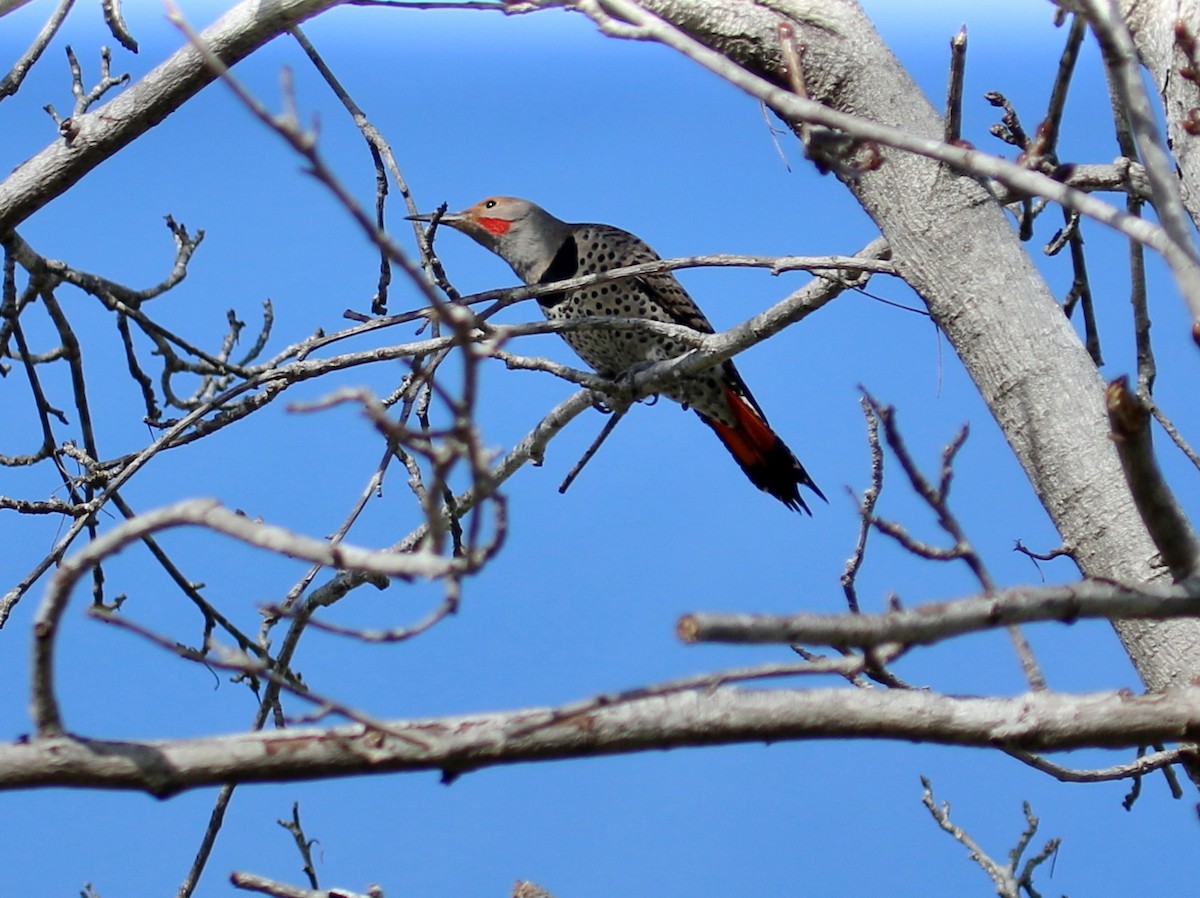 Northern Flicker (Red-shafted) - ML137718441
